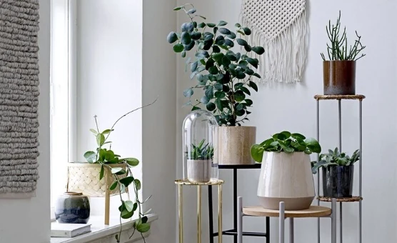 Ako a kedy presadzovať vaše milované izbové rastliny?
